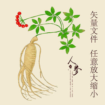 人參包裝設(shè)計(jì) 傳統(tǒng)與現(xiàn)代的完美融合